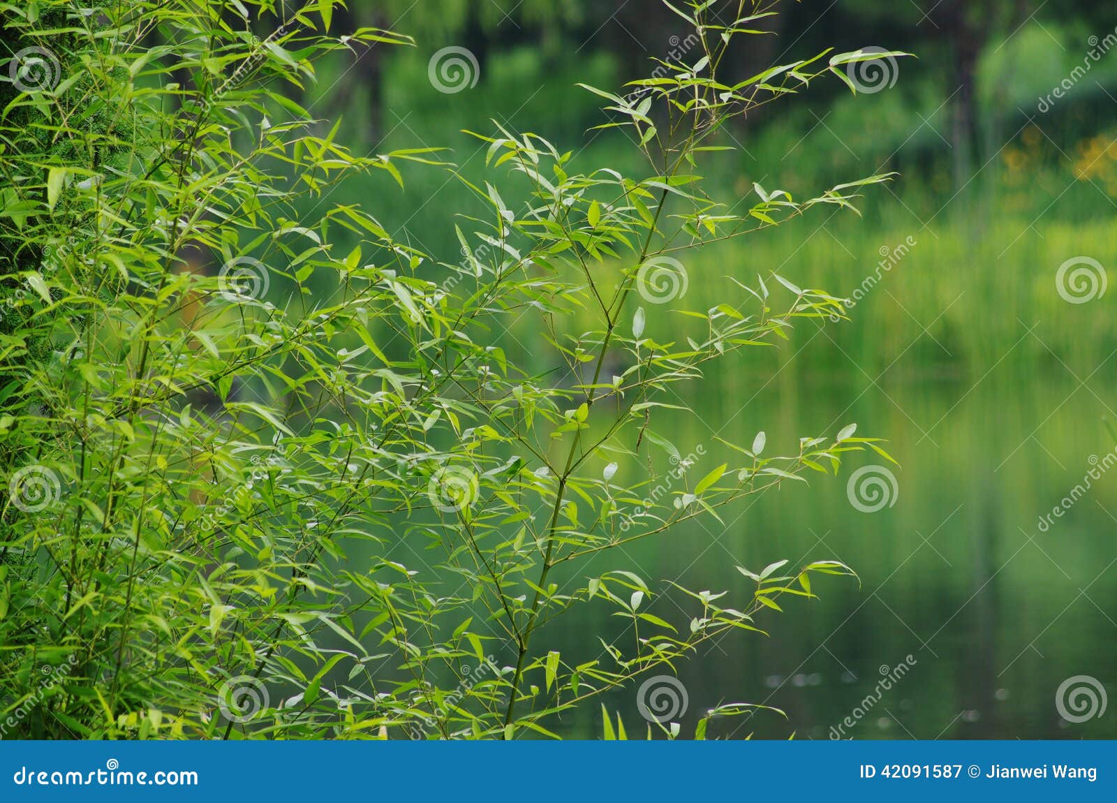 Bamboo leaves. There are some bamboo with green leaves on the green background