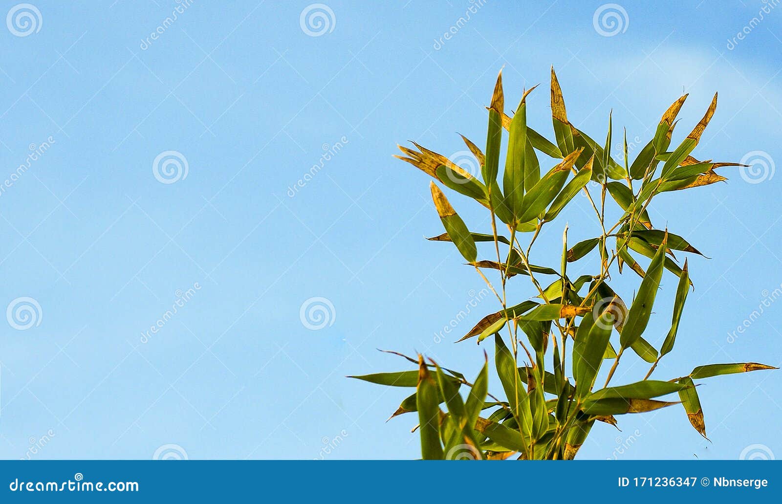 Bamboo Leaves Turning Brown In Winter Against Blue Sky Background Or Wallpaper Stock Image Image Of Growth Background