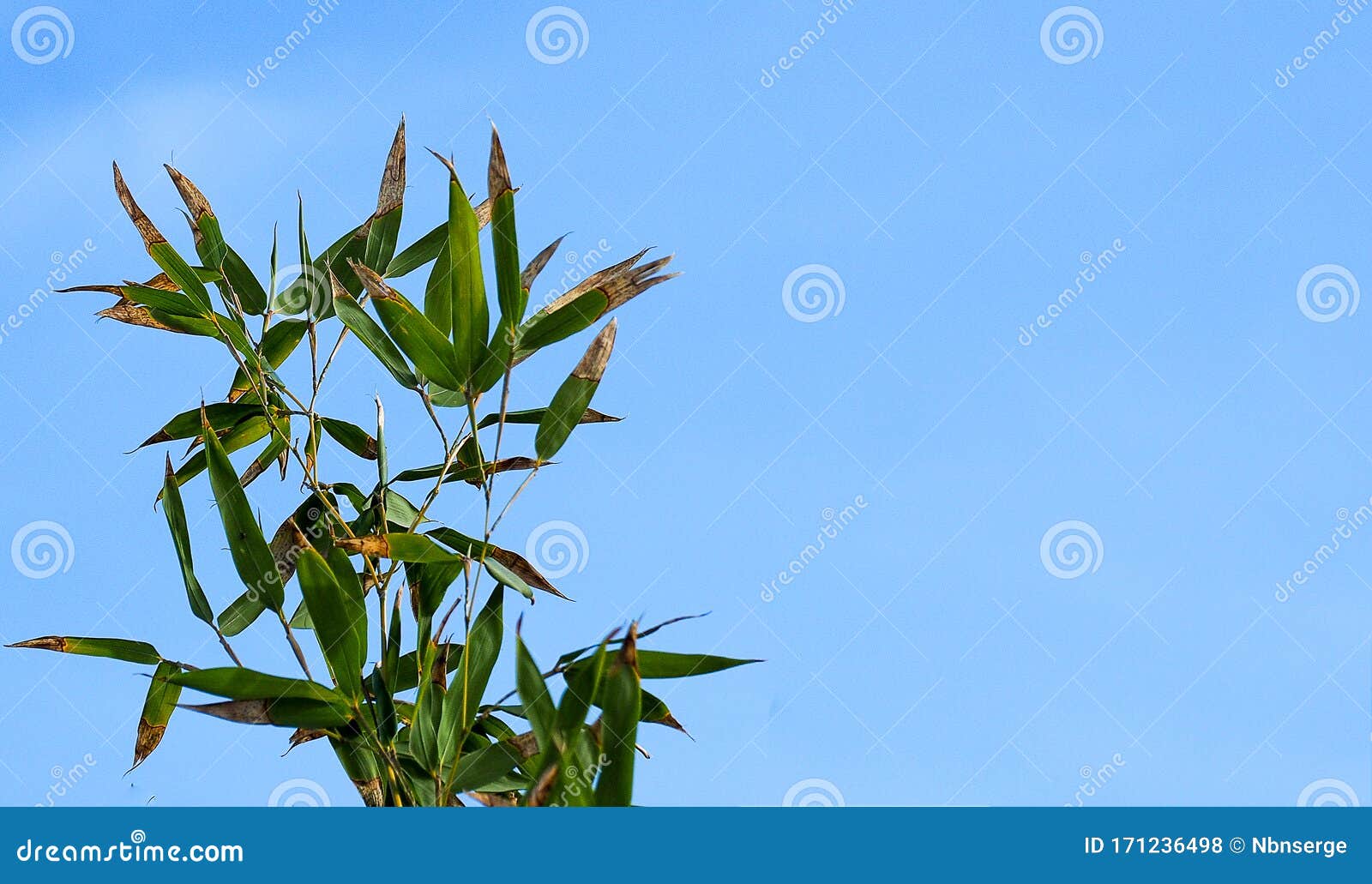 Bamboo Leaves Turning Brown In Winter Against Blue Sky Background Or Wallpaper Stock Photo Image Of Nature Asia