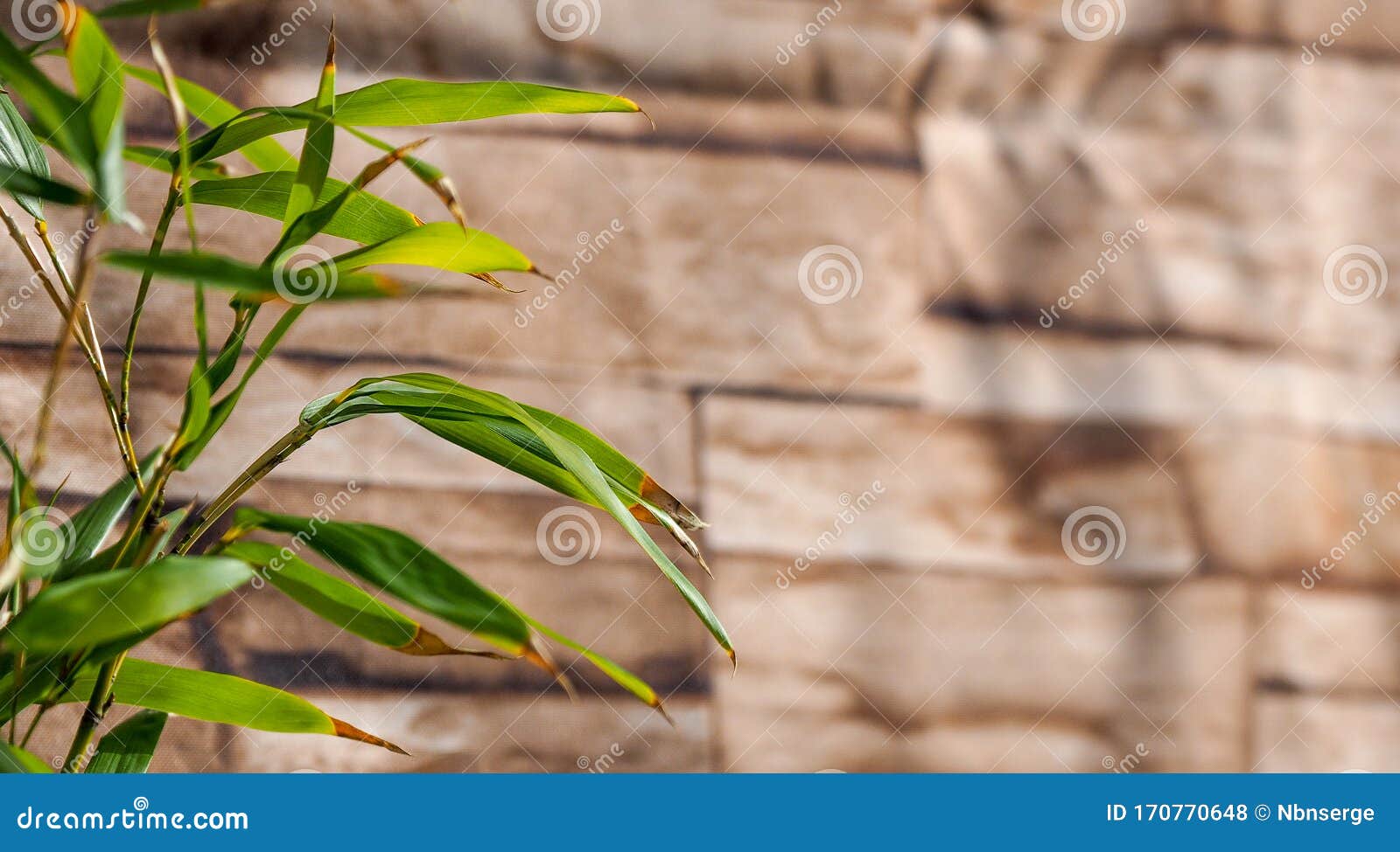 Bamboo Leaves Turning Brown In Winter With Wood Texture In The Background Stock Photo Image Of Garden Plant