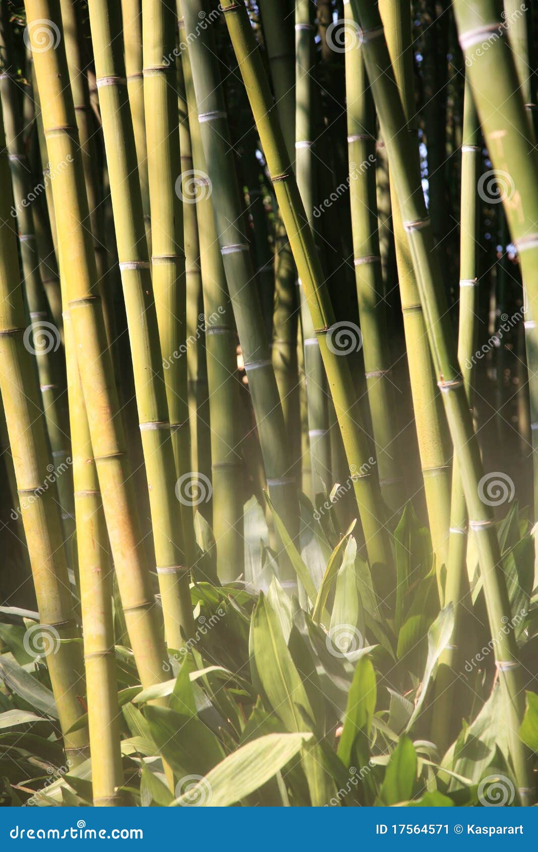 Bamboo in the mist stock image. Image of summer, culture 17564571