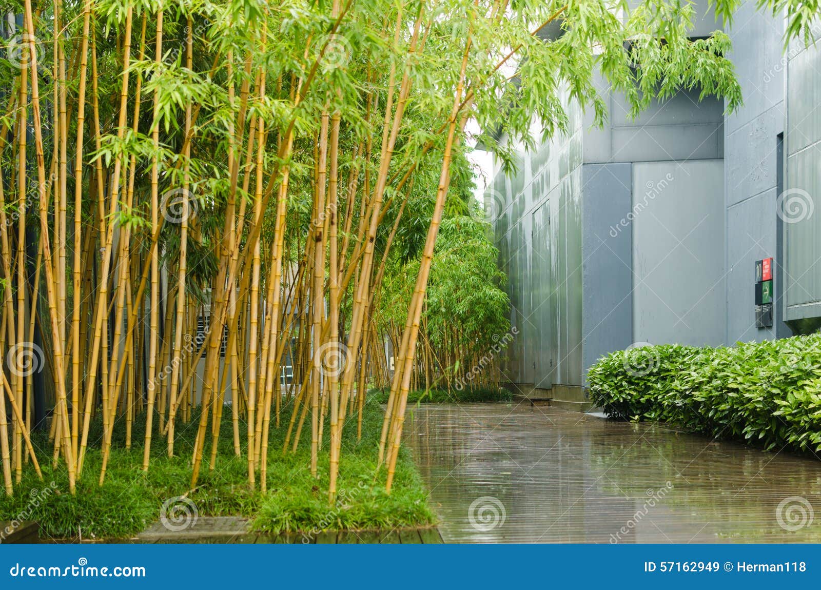 Bamboo Office Area, Outside Stock Image Image of plant, black 57162949