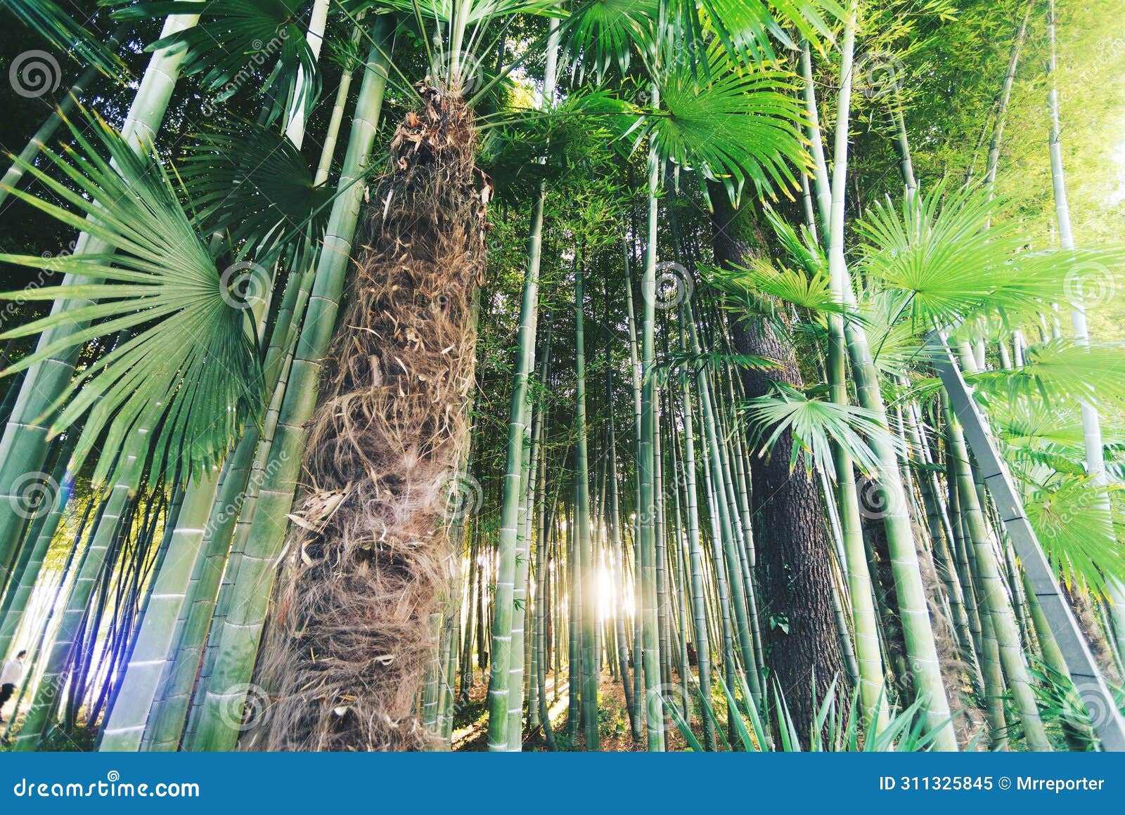 bamboo and palm trees, bottom view