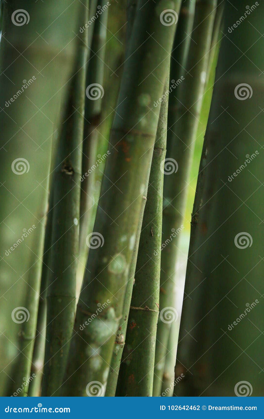 Bamboo stock photo. Image of beauty, freshness, green 102642462