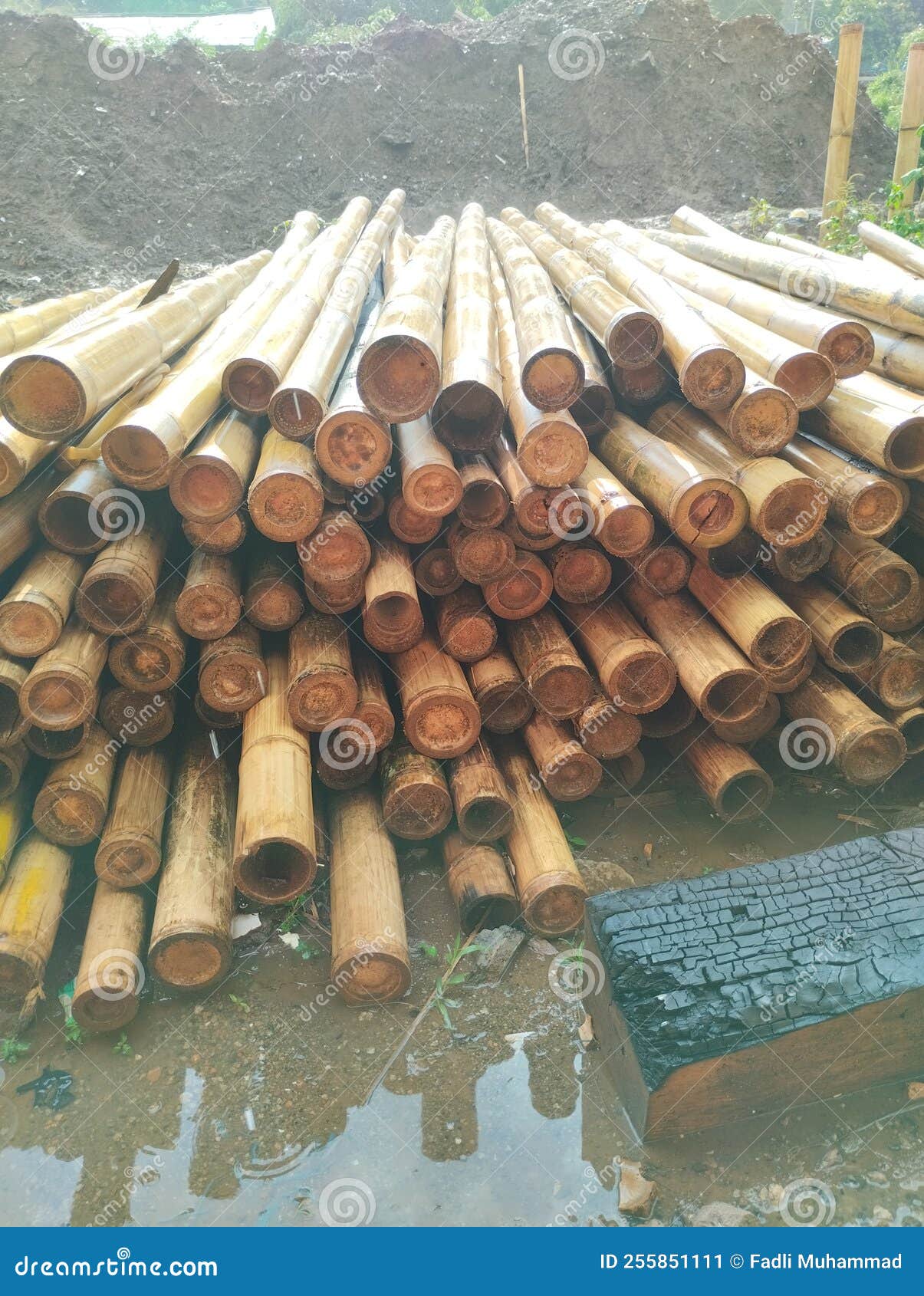 Bamboo Pieces Piled Up in the Field Stock Image Image of field, bamboo 255851111
