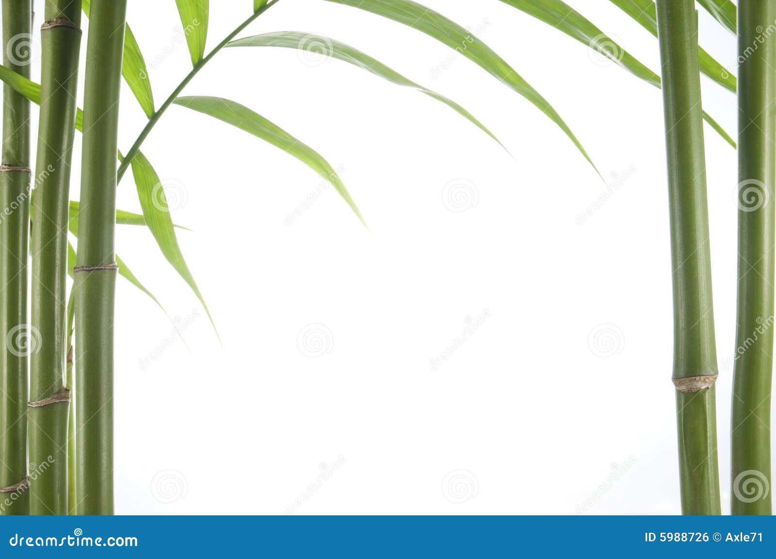 Bamboo plant stock photo. Image of stem, plant, fresh - 5988726