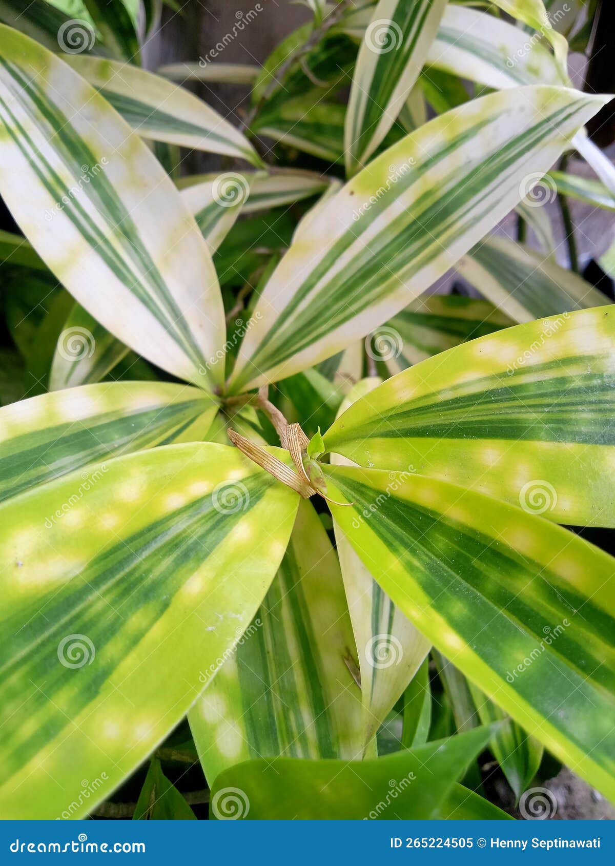 Bamboo Plant Leaves are Yellow and Green Stock Image Image of bamboo