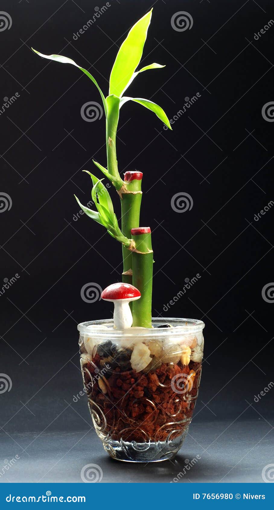 Bamboo plant in a vase stock photo. Image of flower, decoration 7656980