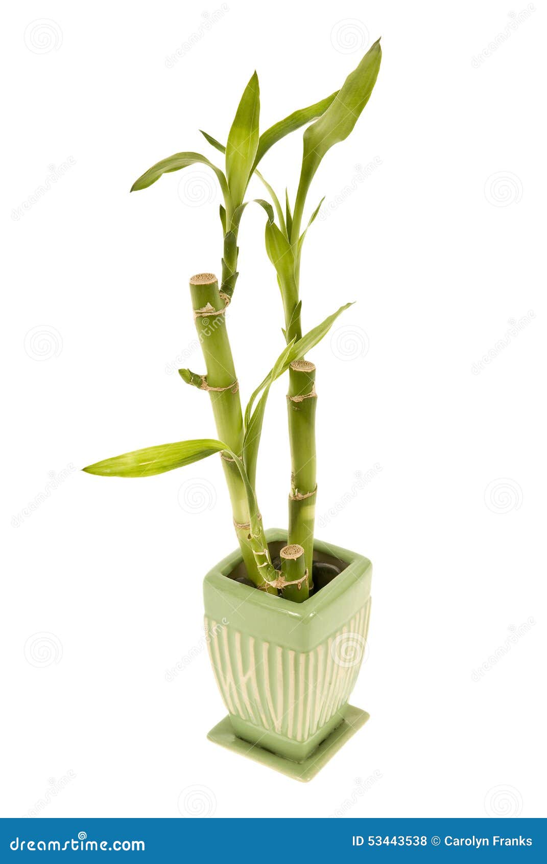 Bamboo Plant in Vase 2 stock photo. Image of ideas, vertical 53443538