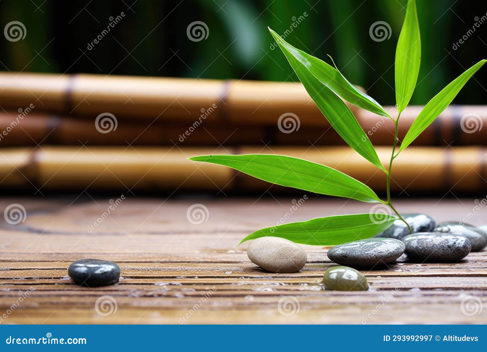 A Bamboo Plant on a Wooden Surface with Smooth, Vibrant Pebbles Stock