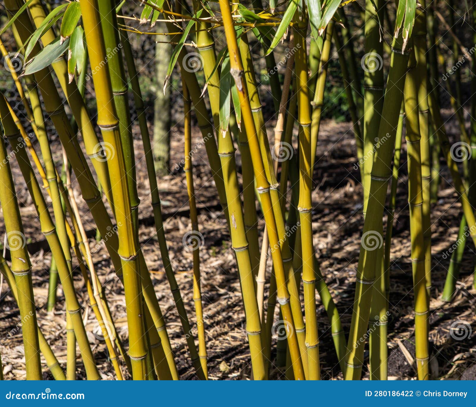 Bamboo Plants stock photo. Image of bamboo, wild, natural 280186422