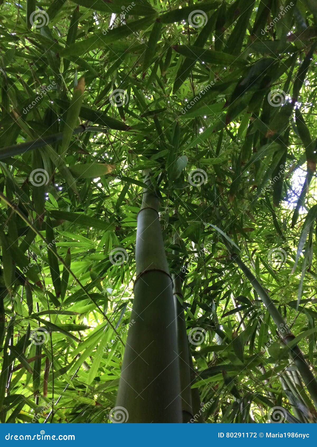Bamboo Plants Growing on Kauai Island, Hawaii. Stock Photo Image of poaceae, plants 80291172
