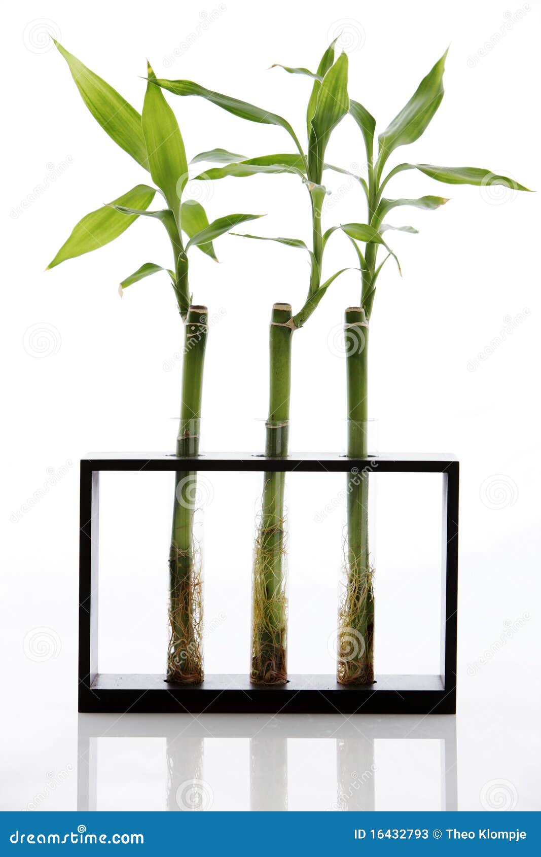 Bamboo Plants in Test Tubes Stock Image Image of tubes, cultivation