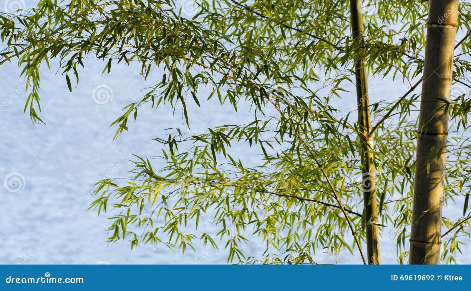 Bamboo pond stock photo. Image of nature, landscape, colors 69619692