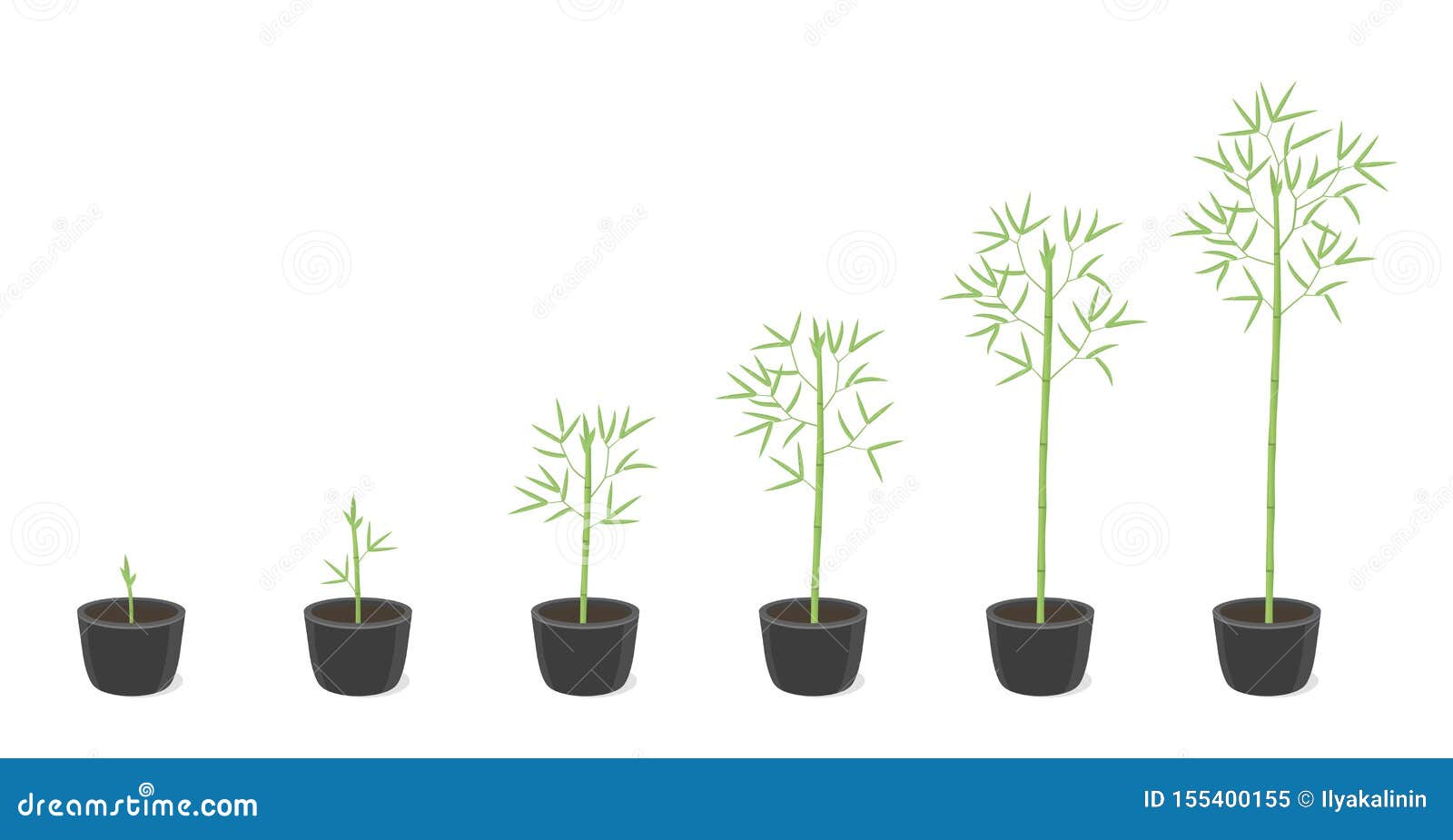 Bamboo Potted Growth Stages. Clumping Bamboos Ripening Period Progression.  Bambusa Bambos Tree Life Cycle Animation Plant Phases Stock Illustration -  Illustration of plant, home: 155400155