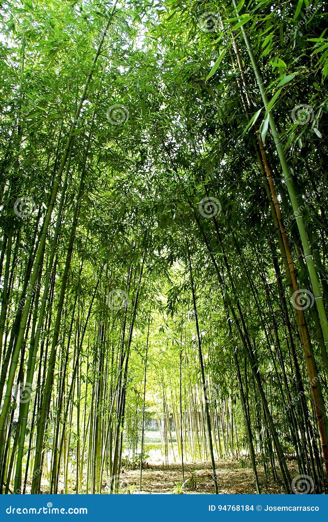 Bamboo reeds stock photo. Image of branch, bamboo, environment 94768184