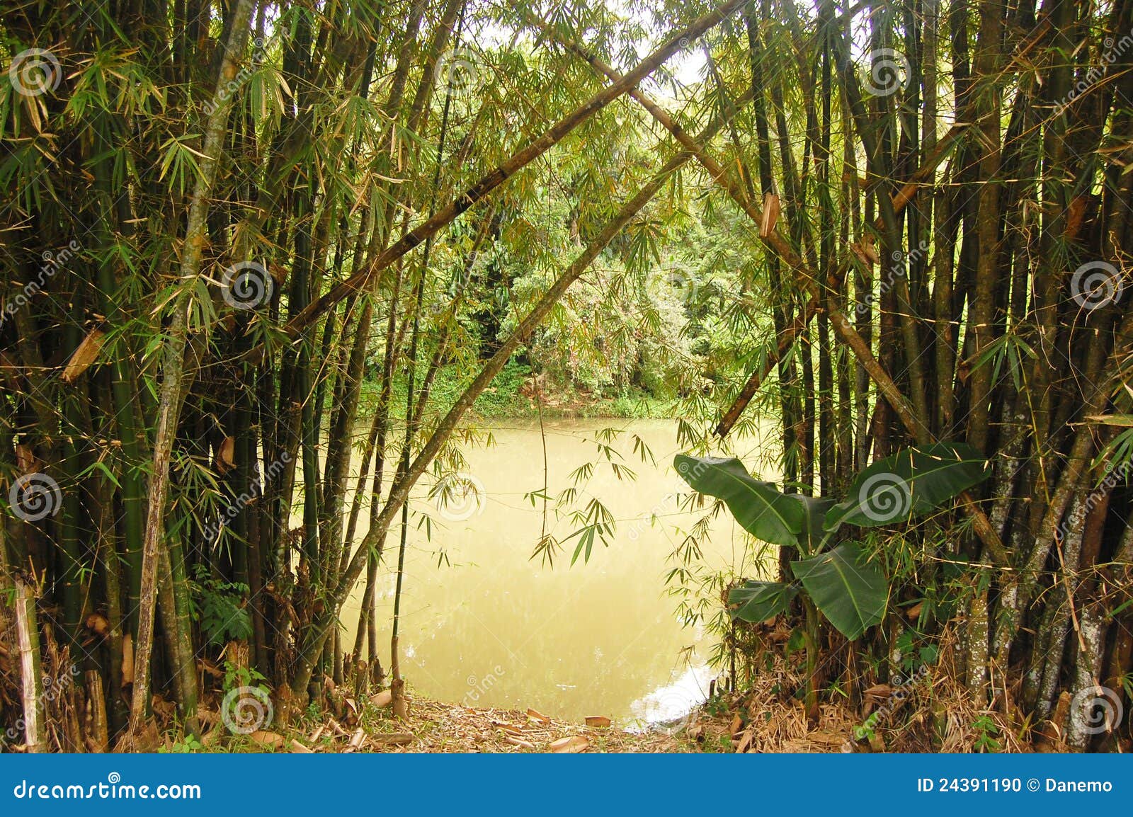 Bamboo and river stock photo. Image of bamboo, river 24391190