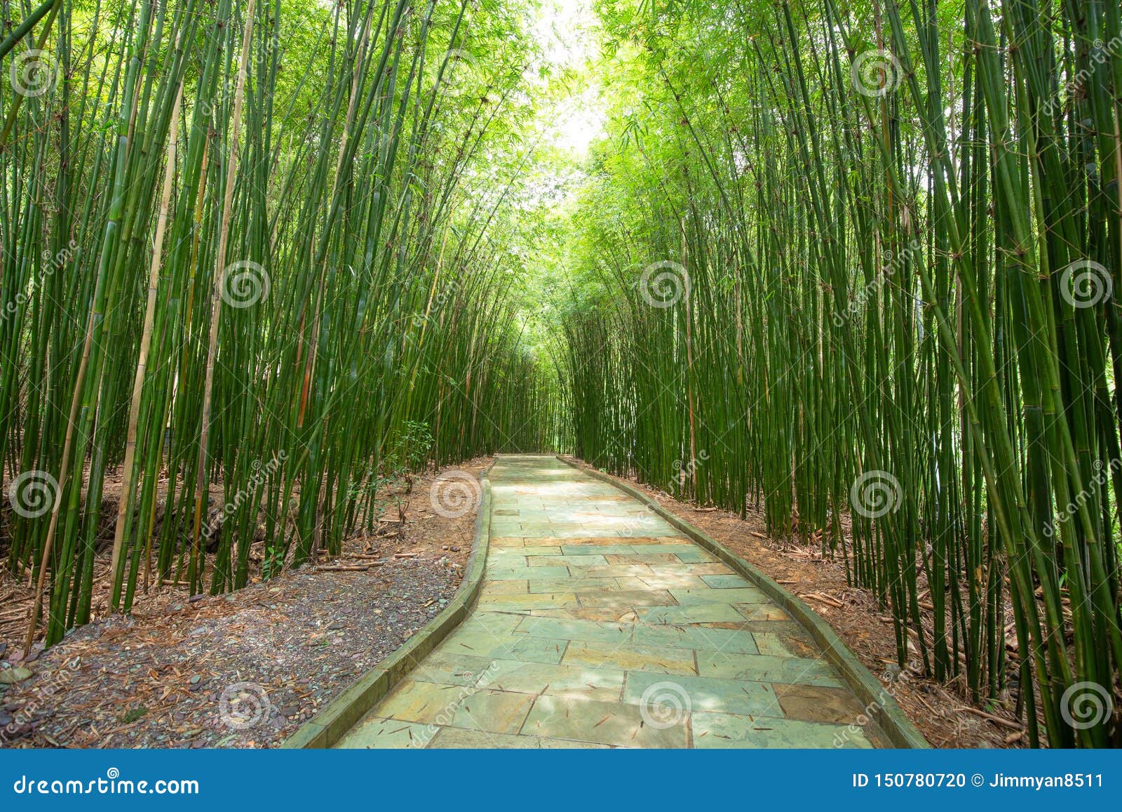 Bamboo road stock photo. Image of path, guizhou, bamboo 150780720