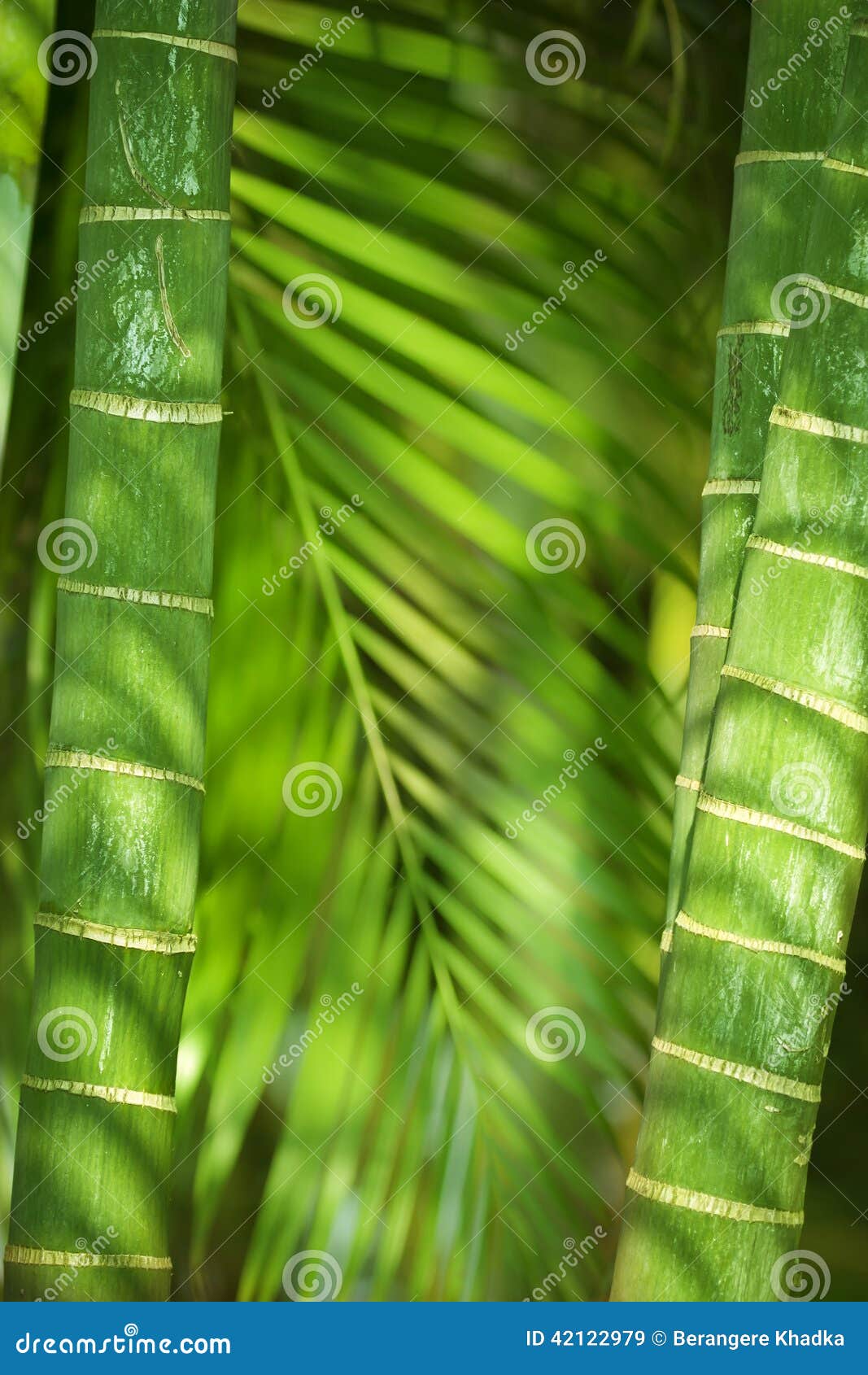 302 Bamboo Rods Stock Photos - Free & Royalty-Free Stock Photos from  Dreamstime