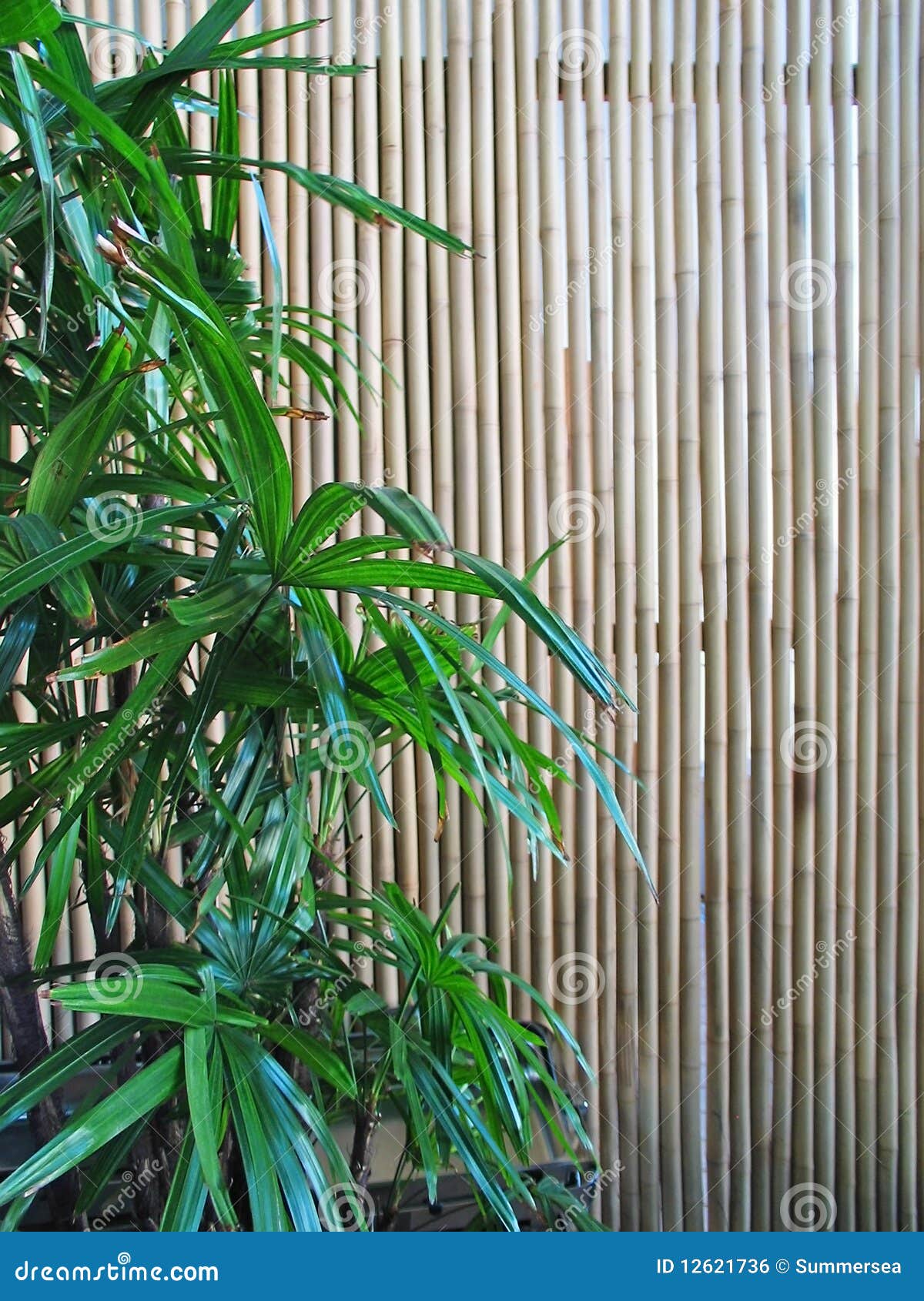 1,340 Bamboo Screen Stock Photos - Free & Royalty-Free Stock