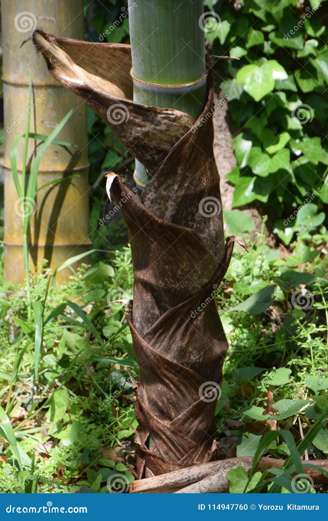 Bamboo sheath stock photo. Image of object, vintage 114947760