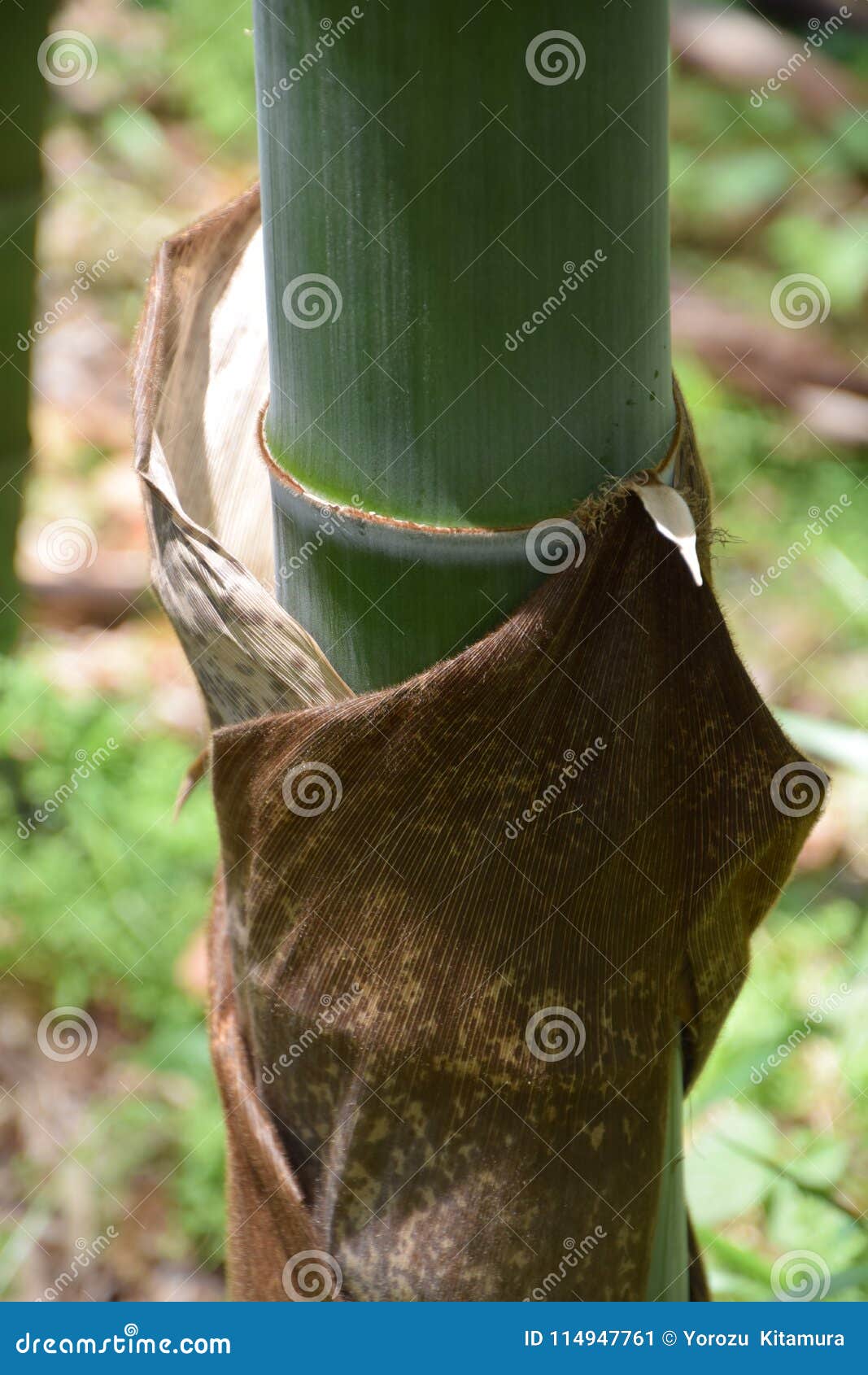 Bamboo sheath stock image. Image of kanagawa, object 114947761