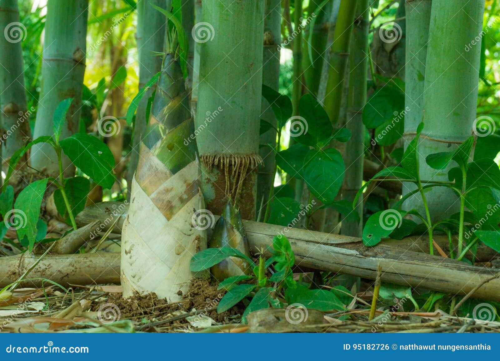 Bamboo Shoot, Bamboo Sprout Stock Photo Image of sweet, background