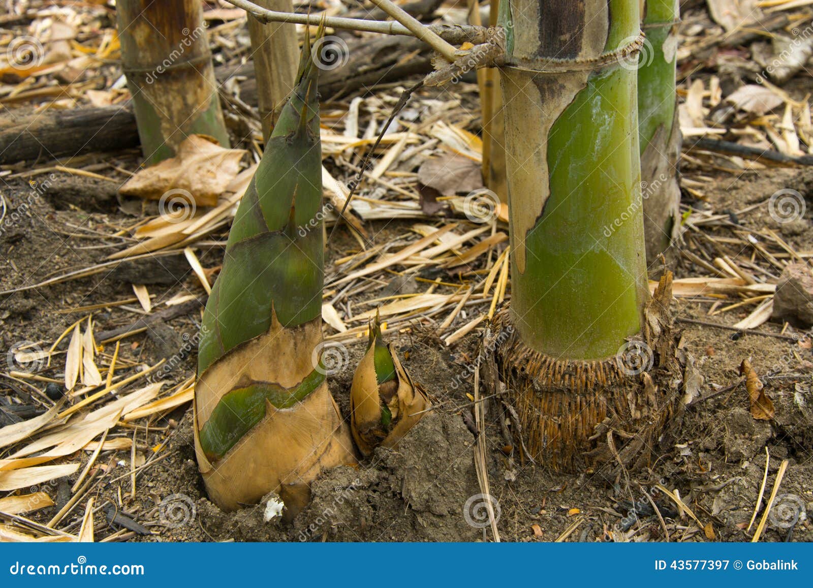 Bamboo shoot stock image. Image of grove, grass, closeup 43577397