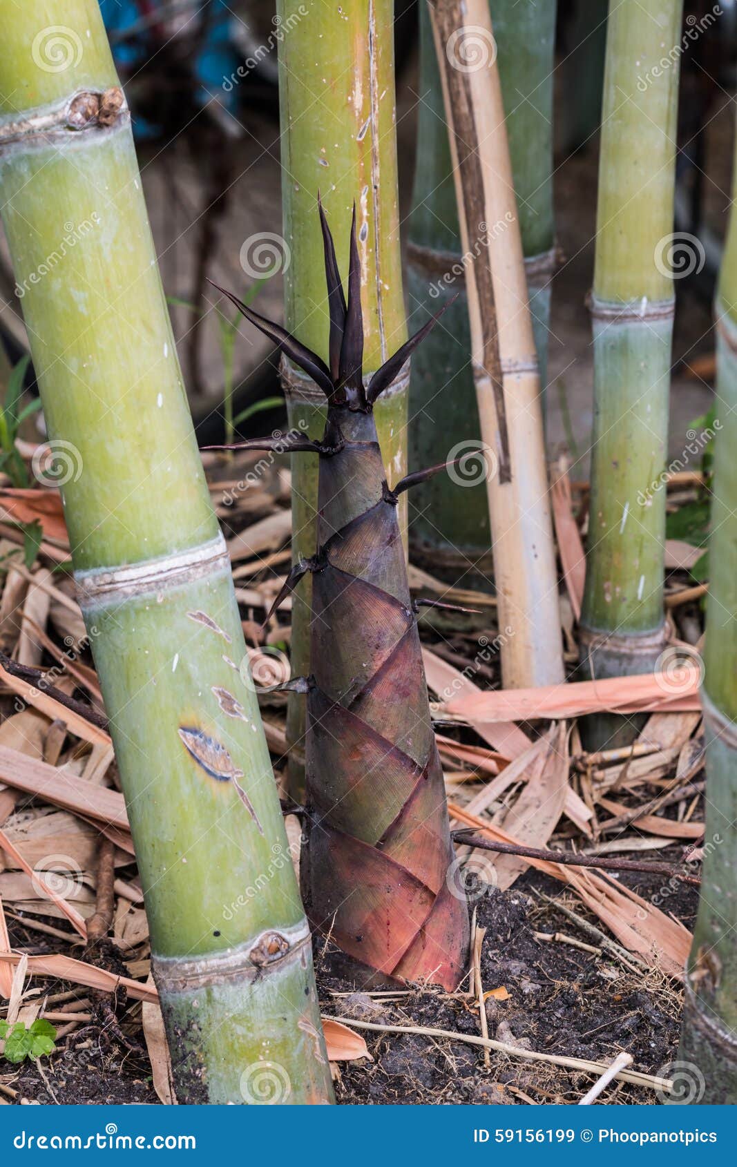 Bamboo shoot stock image. Image of tree, grass, vegetable 59156199