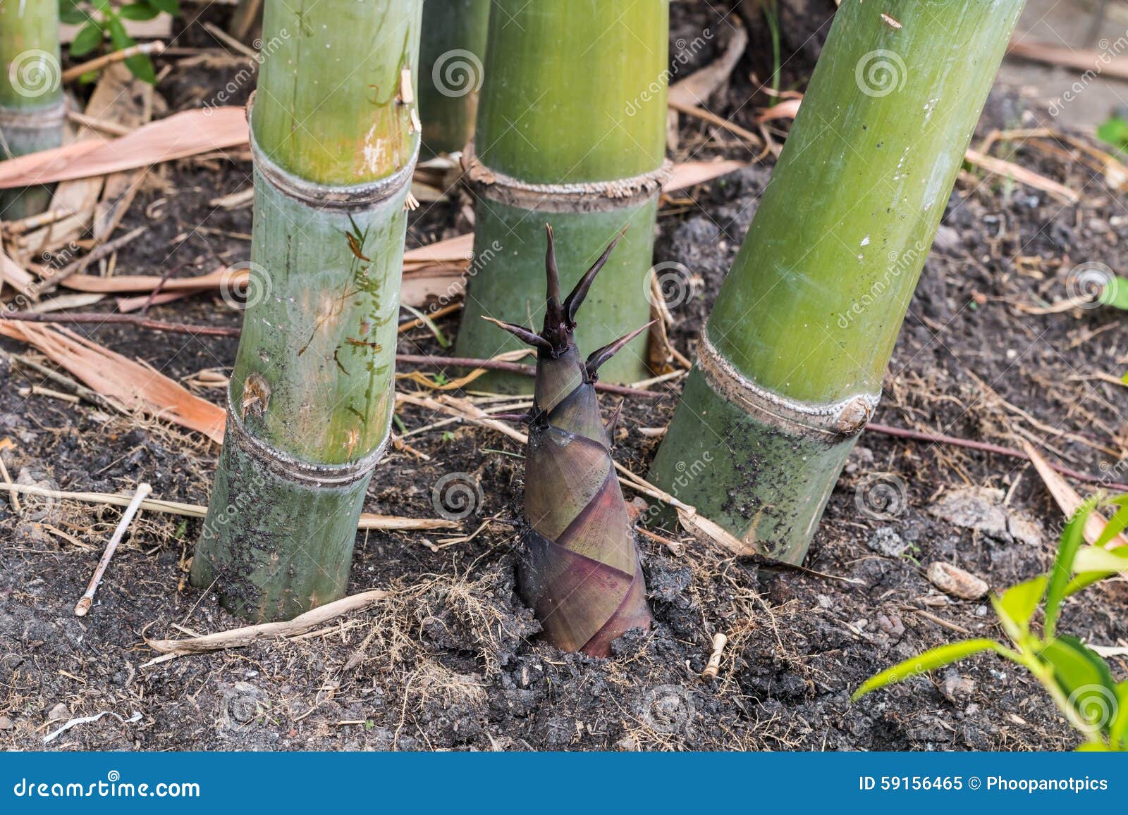 Bamboo shoot stock image. Image of vegetable, asia, frame 59156465
