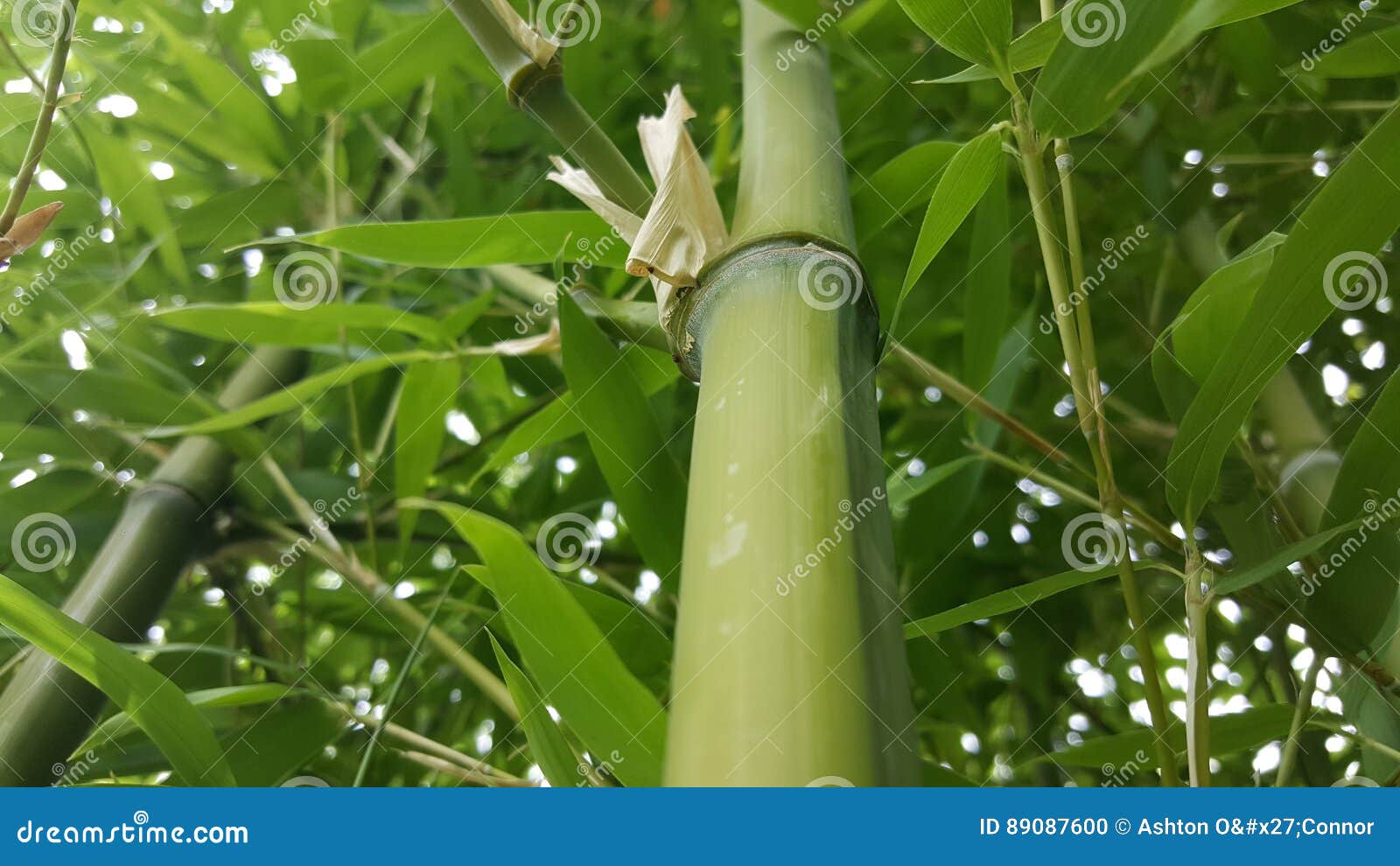 Bamboo shoot stock photo. Image of bamboo, growing, shoot 89087600