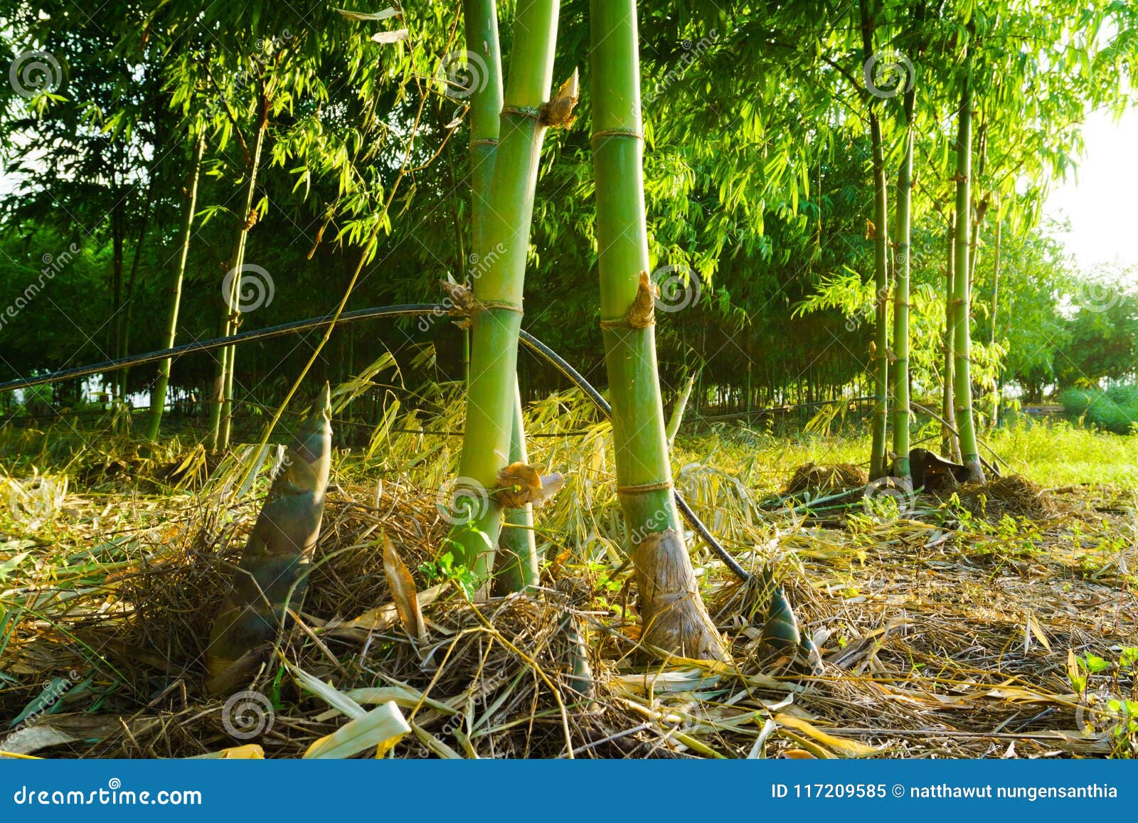 Bamboo Shoot,Bamboo Shoots during the Rain Season Stock Image Image