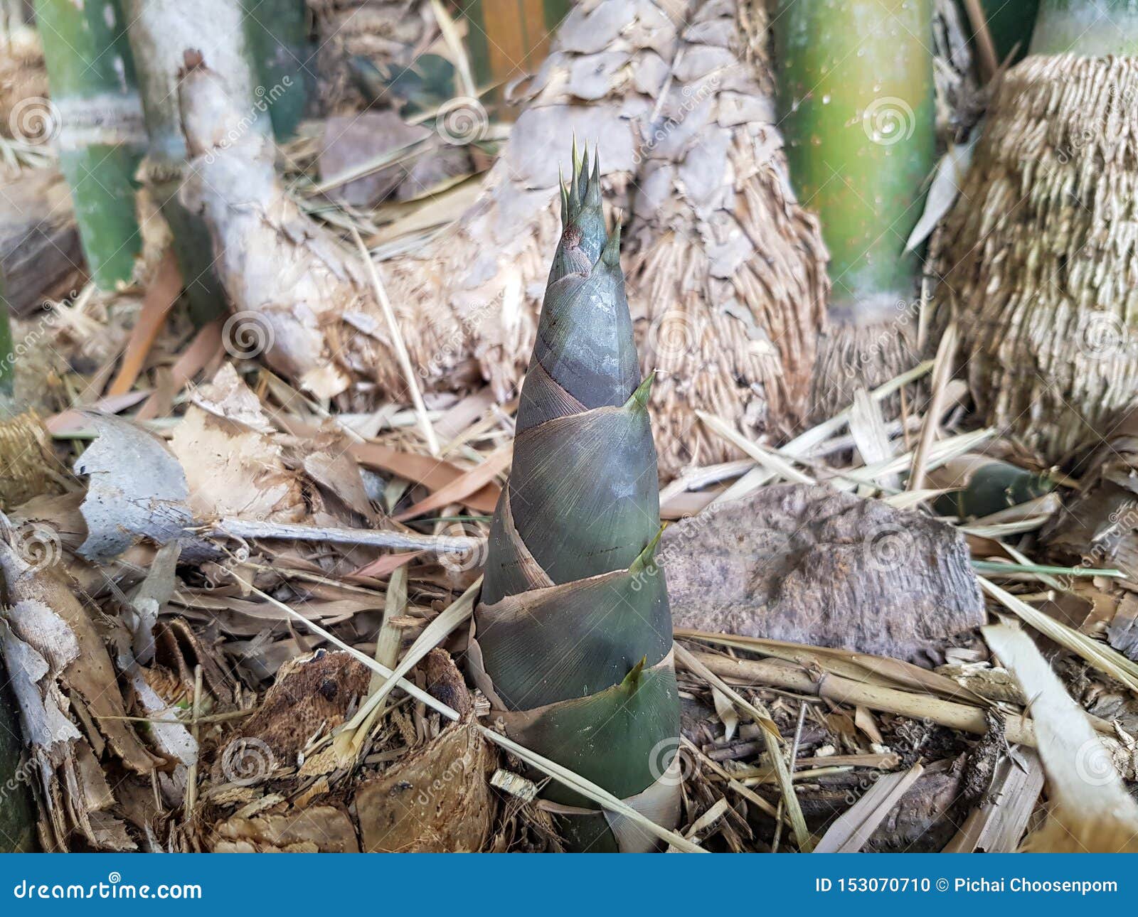 The Bamboo Shoot or Bamboo Sprout Which Grows in the Forest Stock Photo