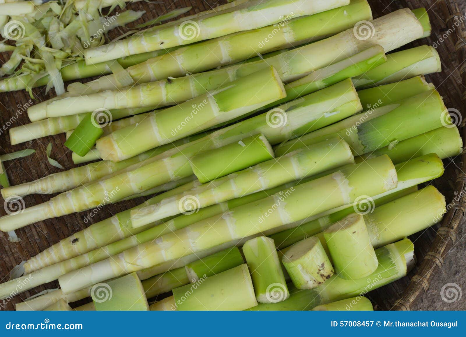 Bamboo shoot stock image. Image of nature, cultivateed 57008457