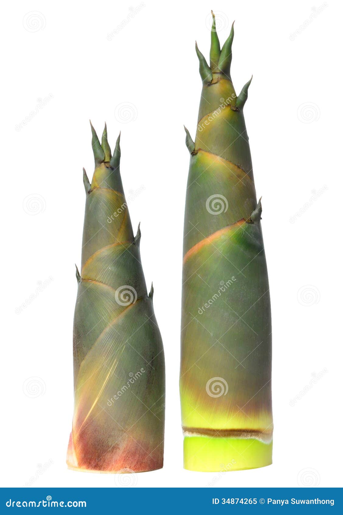 Bamboo Shoot on White Backgroud Stock Image Image of vegan, young