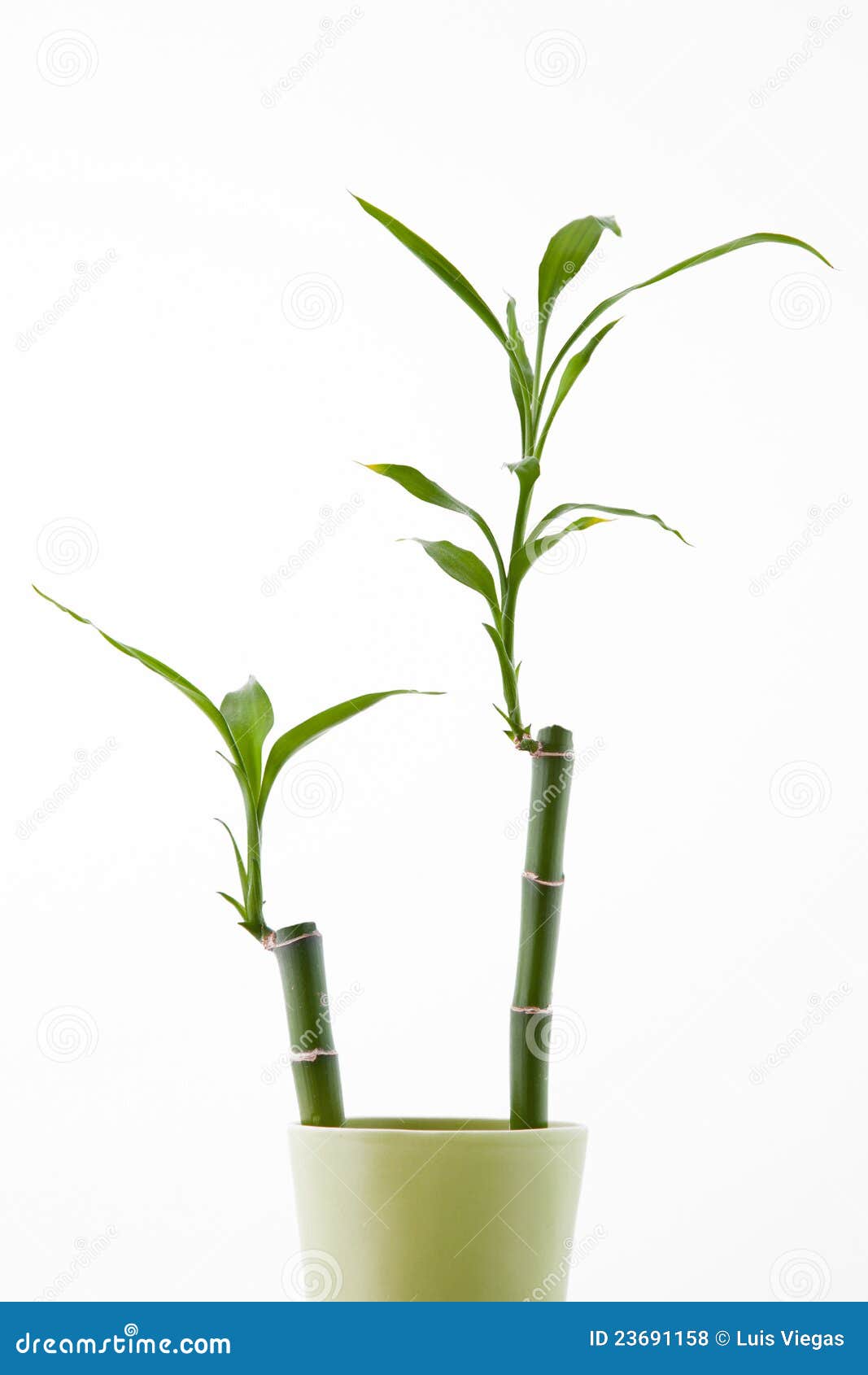 Bamboo shoots stock photo. Image of east, lush, ecology 23691158