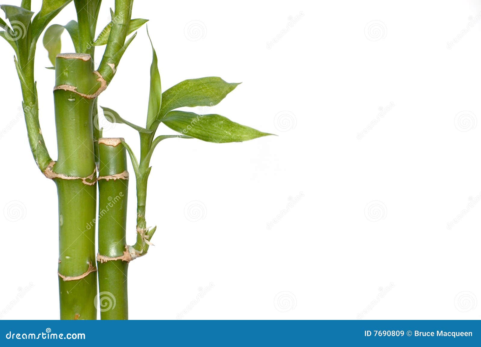 Bamboo Shoots stock image. Image of stems, growth, background 7690809