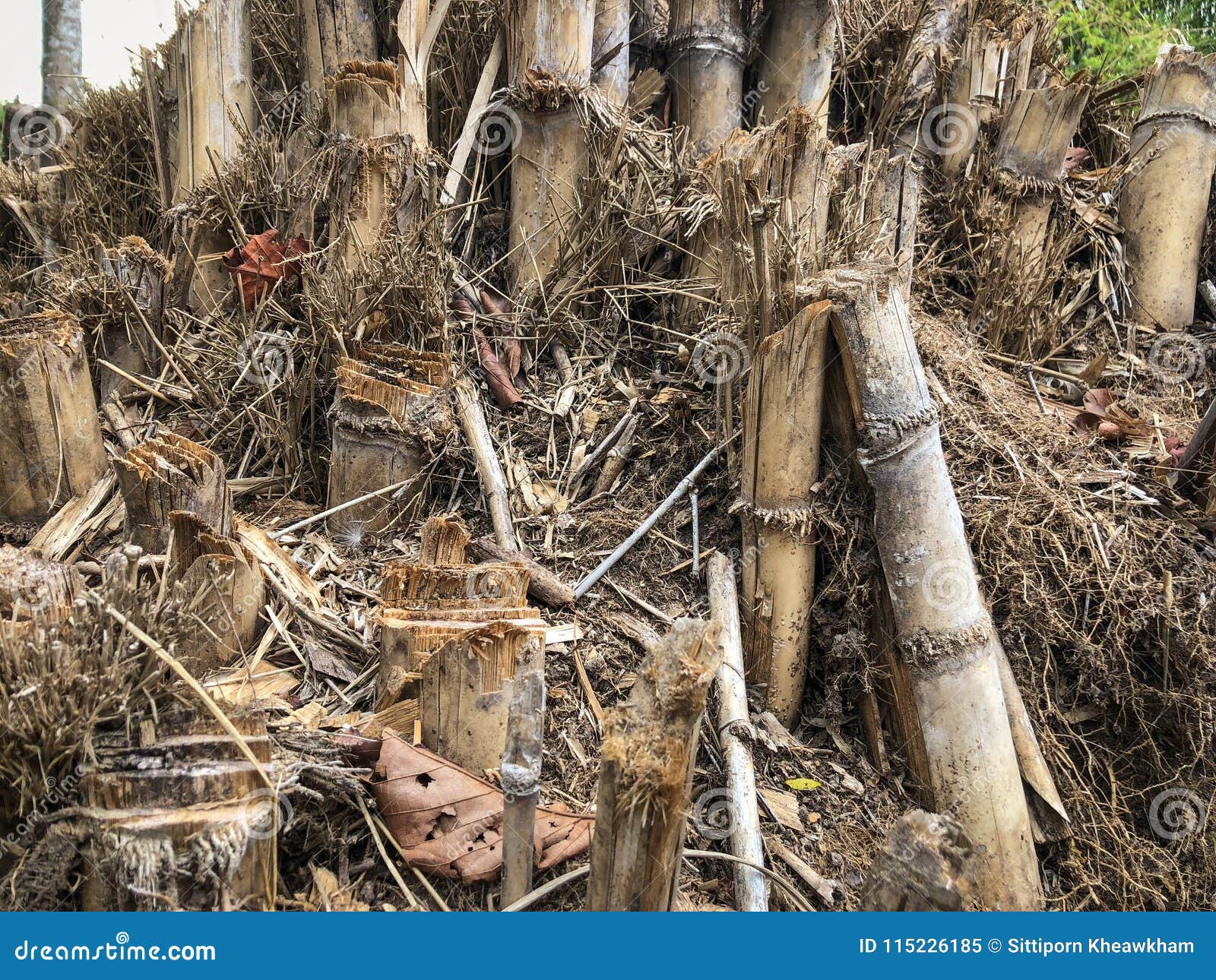Bamboo shoots dry stock image. Image of food, life, light 115226185