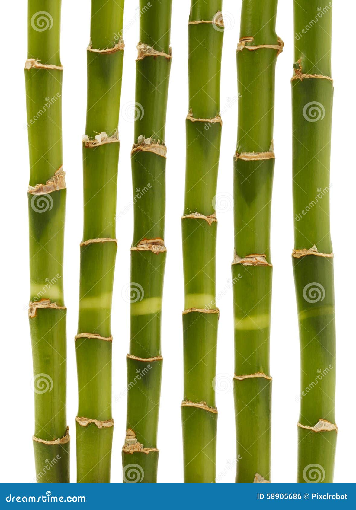 Bamboo Shoots stock photo. Image of growth, culture, buddhism 58905686