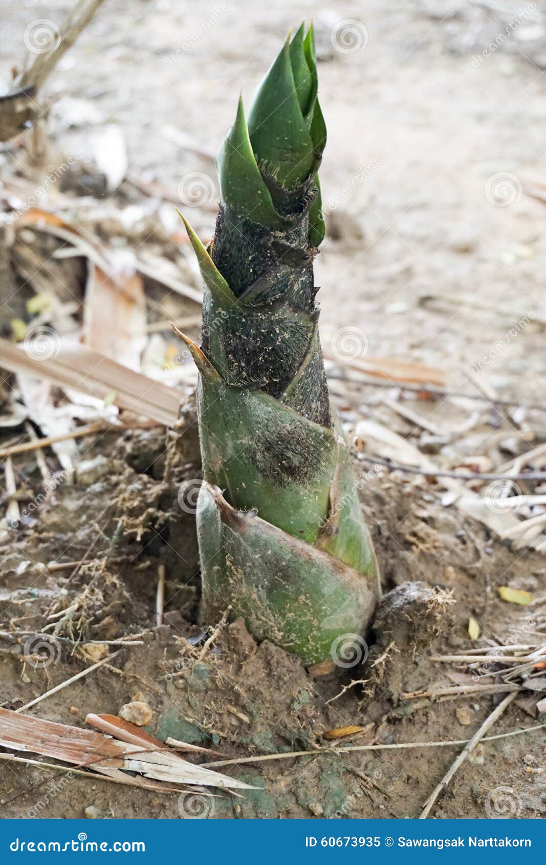 Bamboo shoots on ground stock image. Image of germinate 60673935