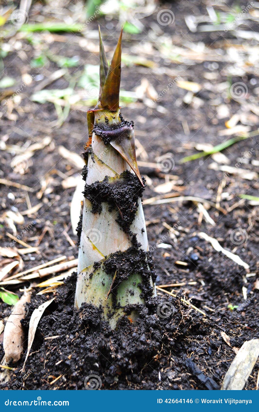 Bamboo Shoots on the Ground Stock Photo Image of grass, culture 42664146