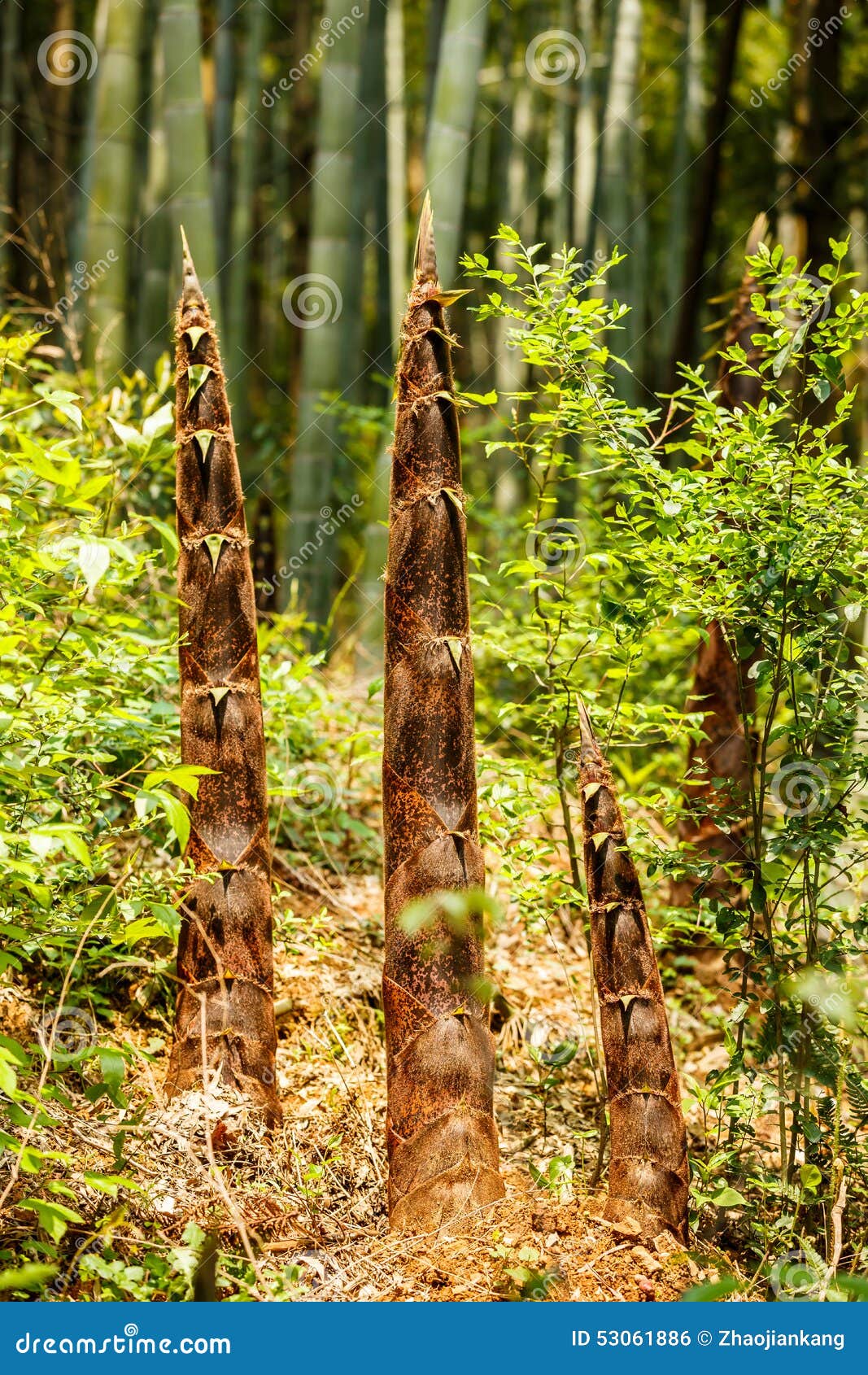 Bamboo Shoots Grow in Bamboo Forests Stock Photo Image of leaf, green