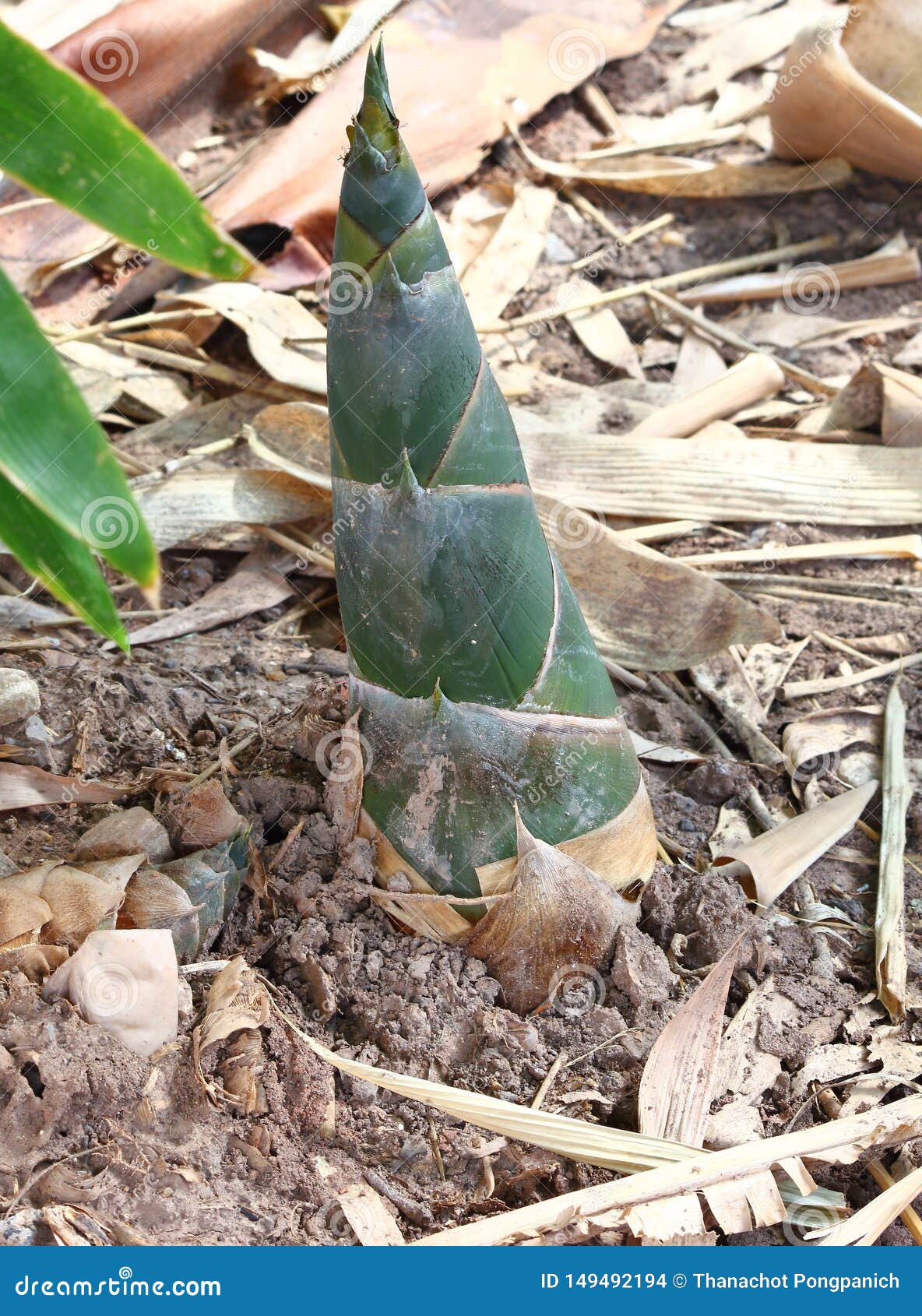 Bamboo Shoots Grown on Organic Farms Stock Photo Image of bamboo