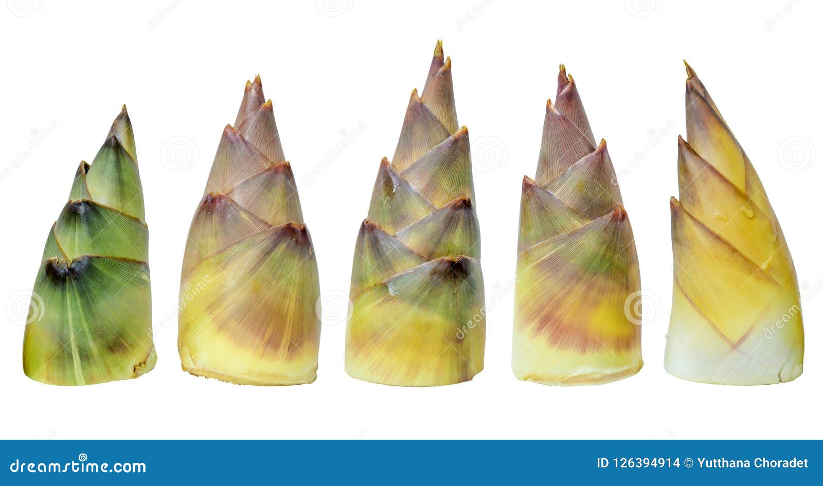Bamboo shoots isolated stock photo. Image of japanese 126394914