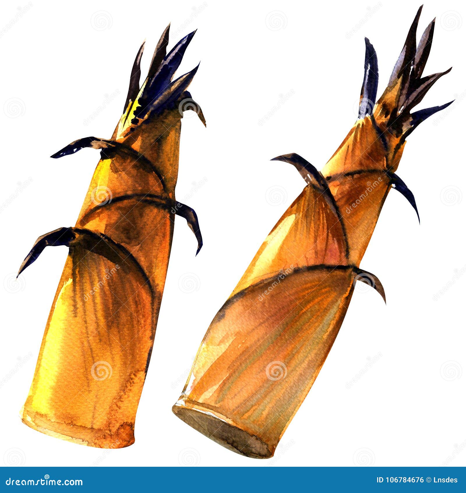 Bamboo Shoots Isolated, Watercolor Illustration on White Stock Illustration Illustration of