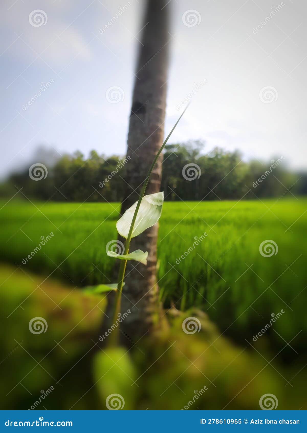 Bamboo Shoots that are Still in the Process of Growth Stock Image