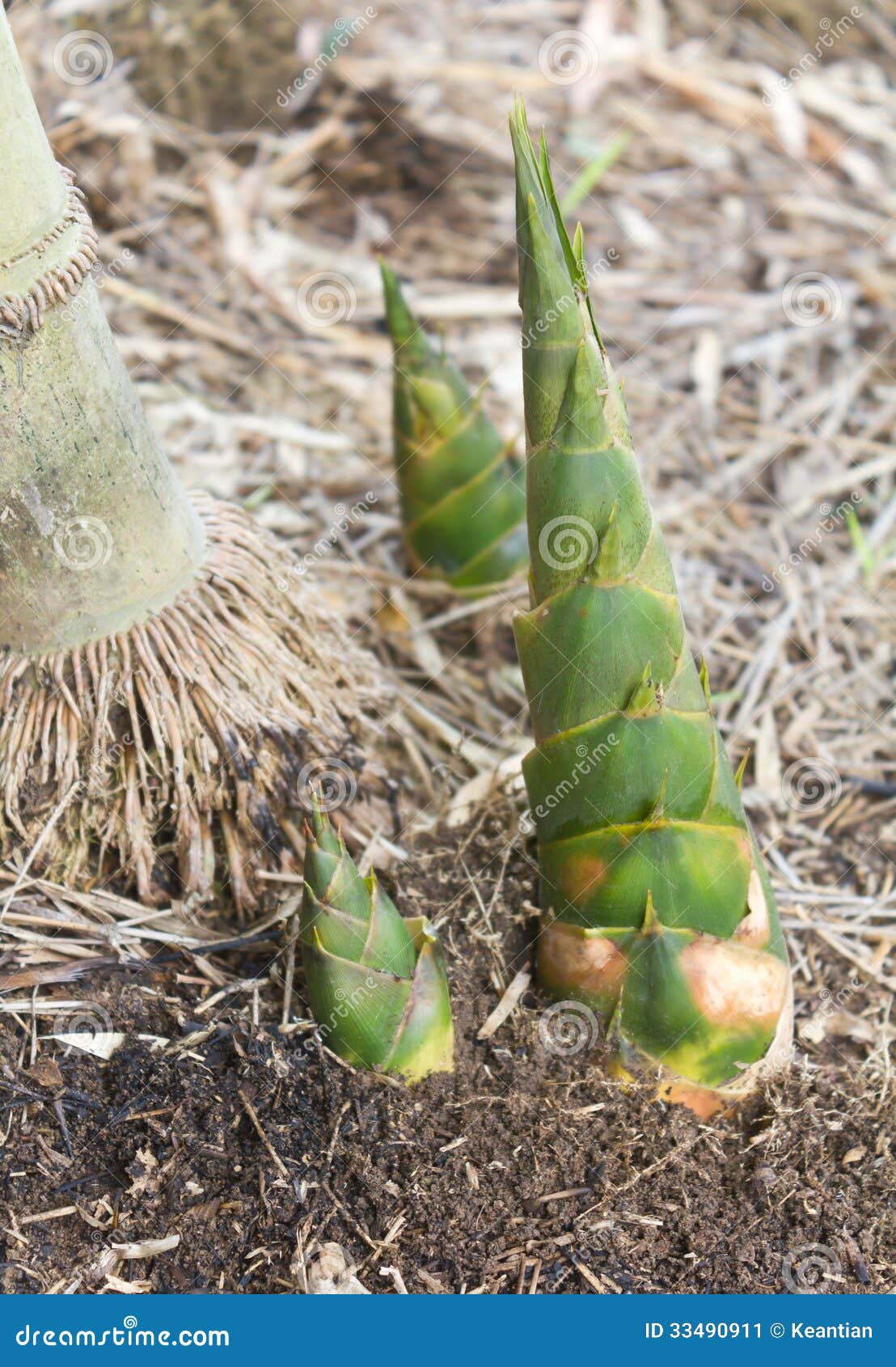 Bamboo shoots stock image. Image of forest, jungle, leaf 33490911