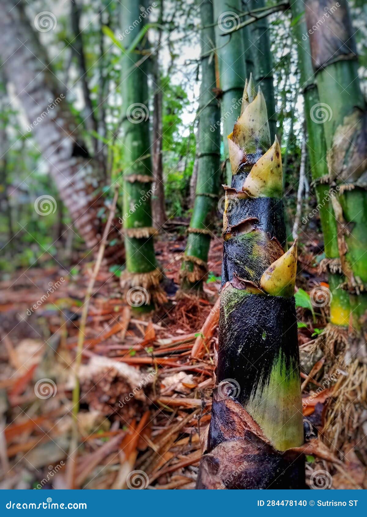 Bamboo Shoots, Young Bamboo Grows between Bamboo Trees Stock Photo