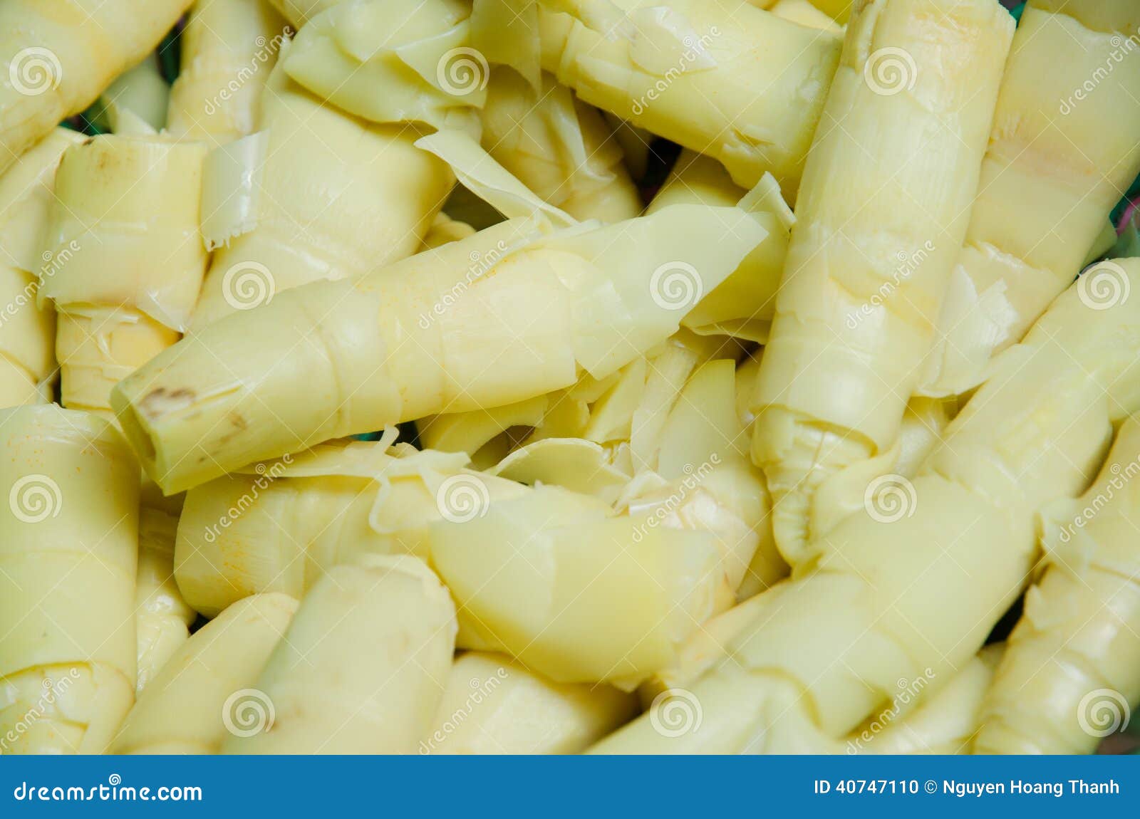 Bamboo Sprout Bamboo Shoots Stock Photo Image of bamboo, shoots 40747110