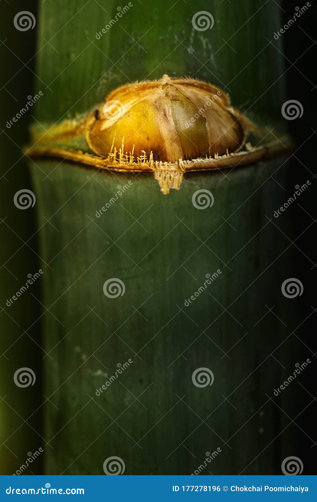 Bamboo sprouts forest stock photo. Image of growth, culture 177278196